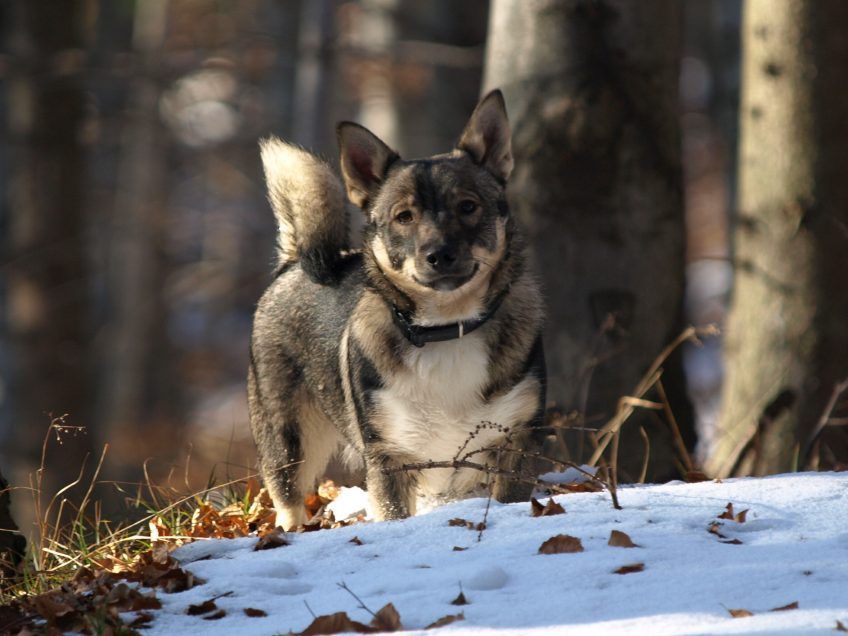 Vallhund w zimowym plenerze
