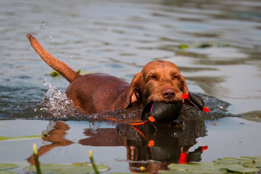 Wyżeł aportujący z wody sztucznego ptaka