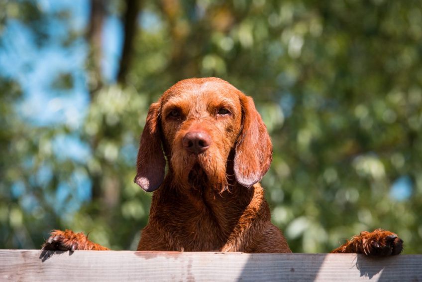 Portret wyżła wyglądającego ponad płotem