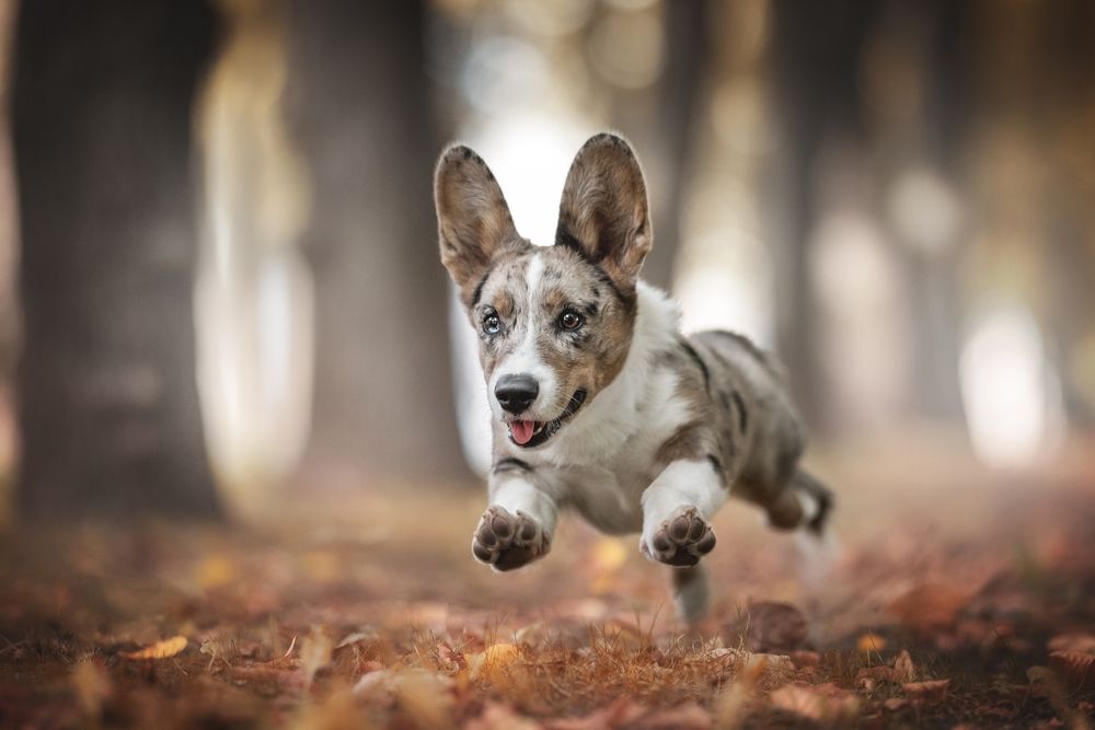 welsh corgi cardigan 2.jpg