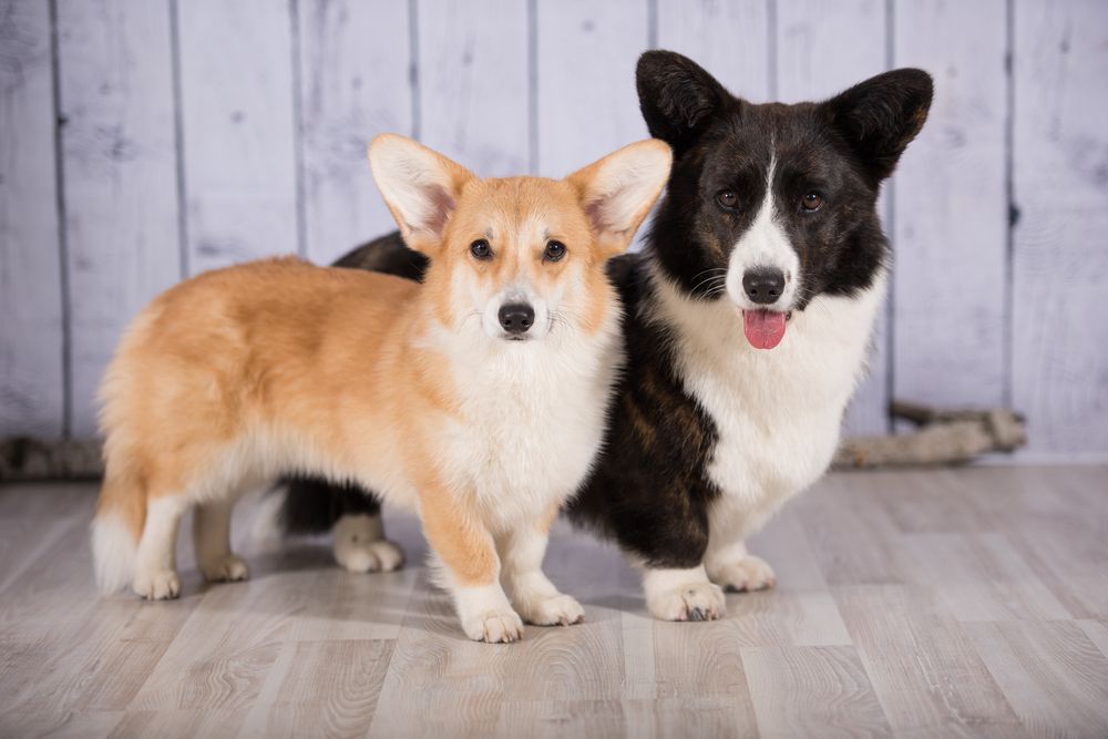 welsh corgi cardigan 3.jpg