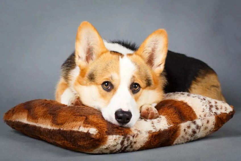 welsh corgi pembroke