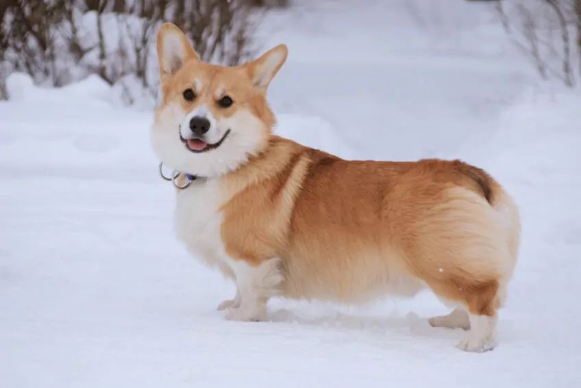 welsh corgi pembroke