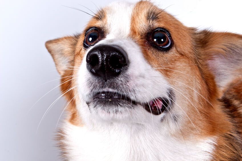 welsh corgi pembroke