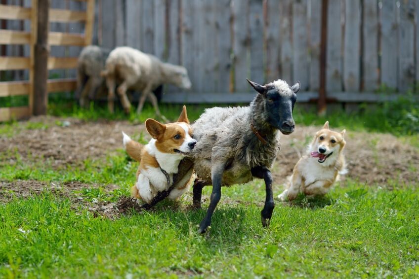 welsh corgi pembroke