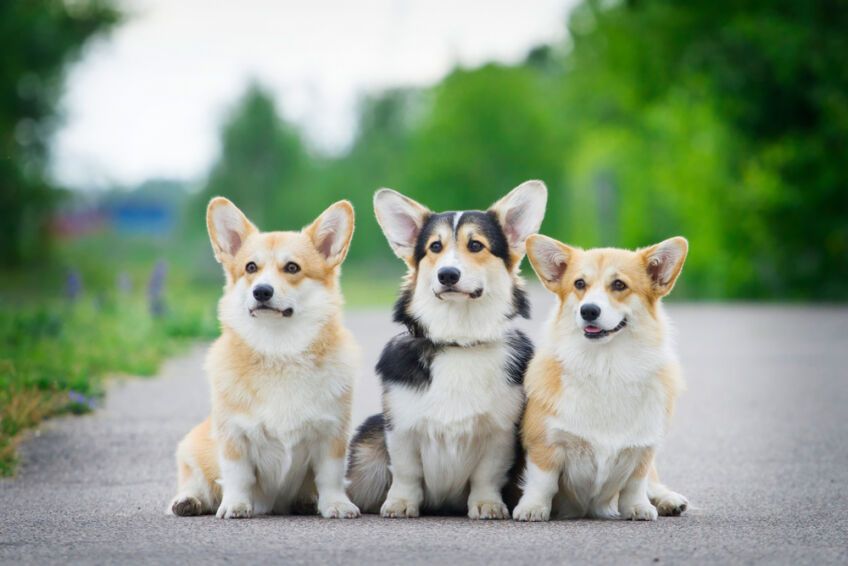 welsh corgi pembroke