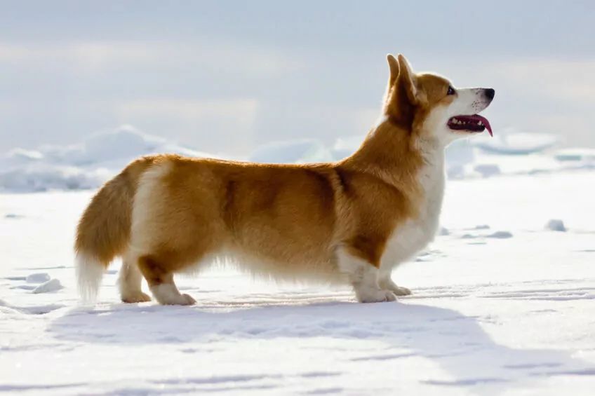 welsh corgi pembroke