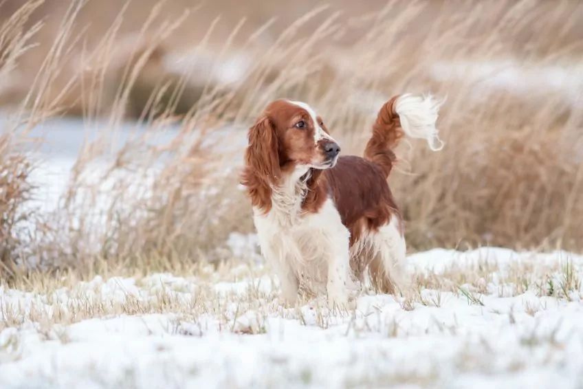 Walijski springer spaniel w zimowym pejzażu