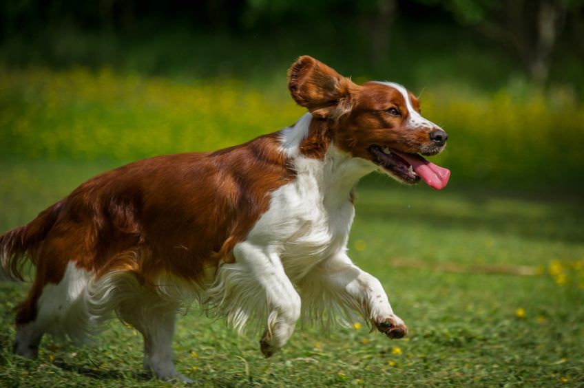 Springer spaniel walijski w biegu