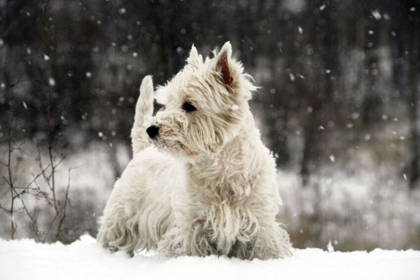 west highland white terrier