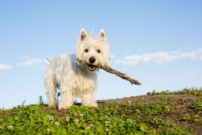 west highland white terrier