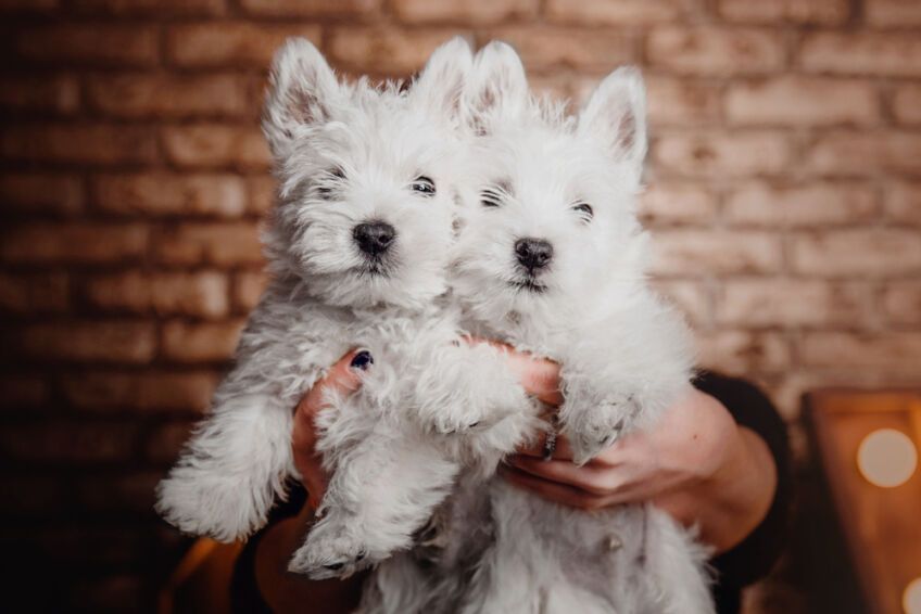 west highland white terrier
