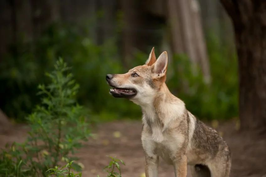 Szczenię wilczaka w lesie