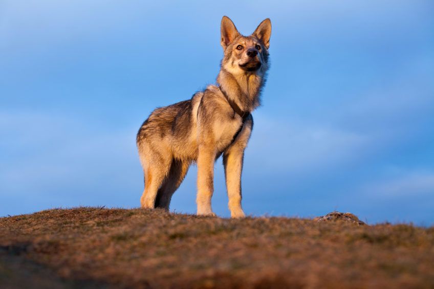 Szczeniak wilczaka stojący na wzgórzu na tle nieba