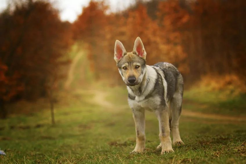 Szczenię wilczaka w jesiennym krajobrazie