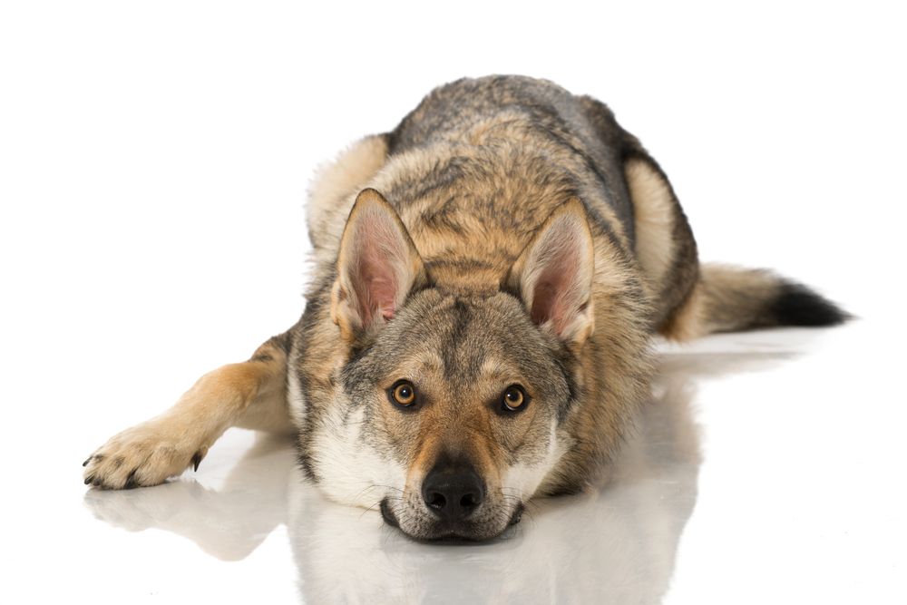 wilczak czechosłowacki 2.jpg