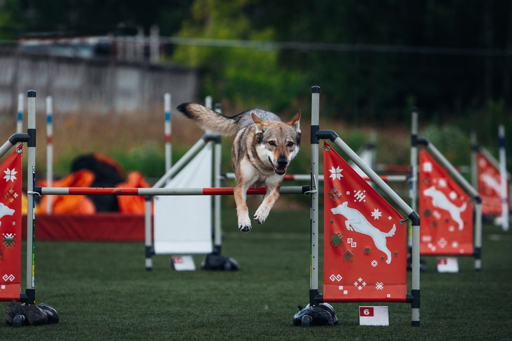 wilczak czechosłowacki szkolenie.jpg