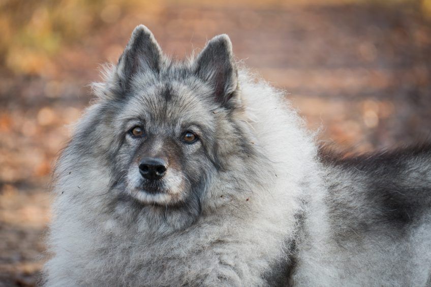 Portret szpica wilczego