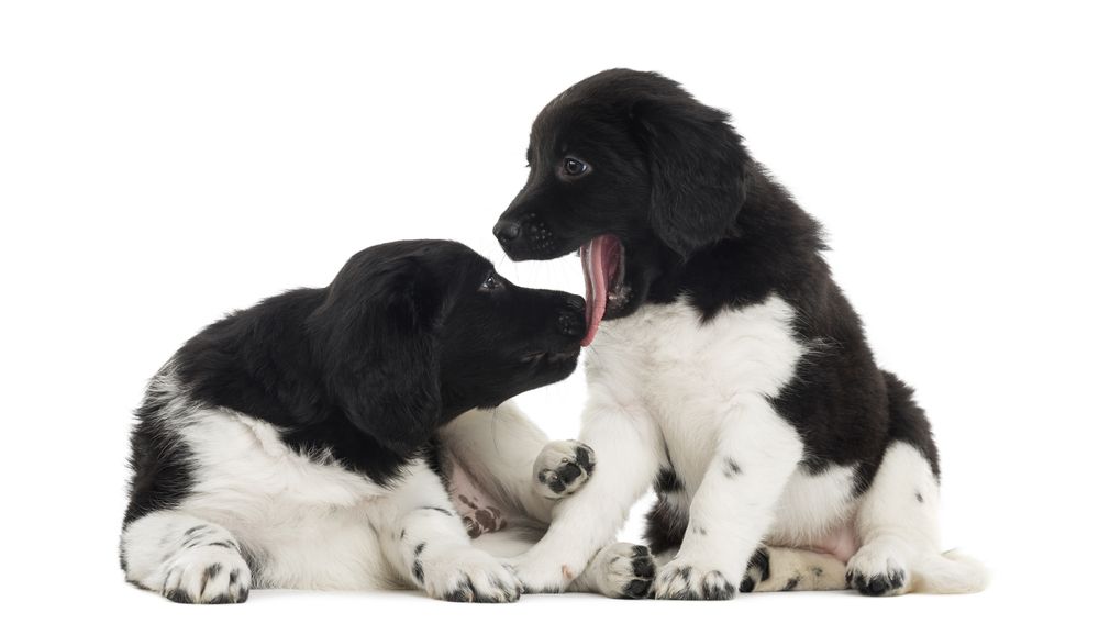 wyżeł fryzyjski 10.jpg