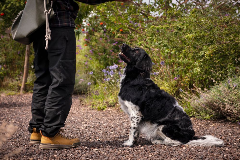 wyżeł fryzyjski 5.jpg