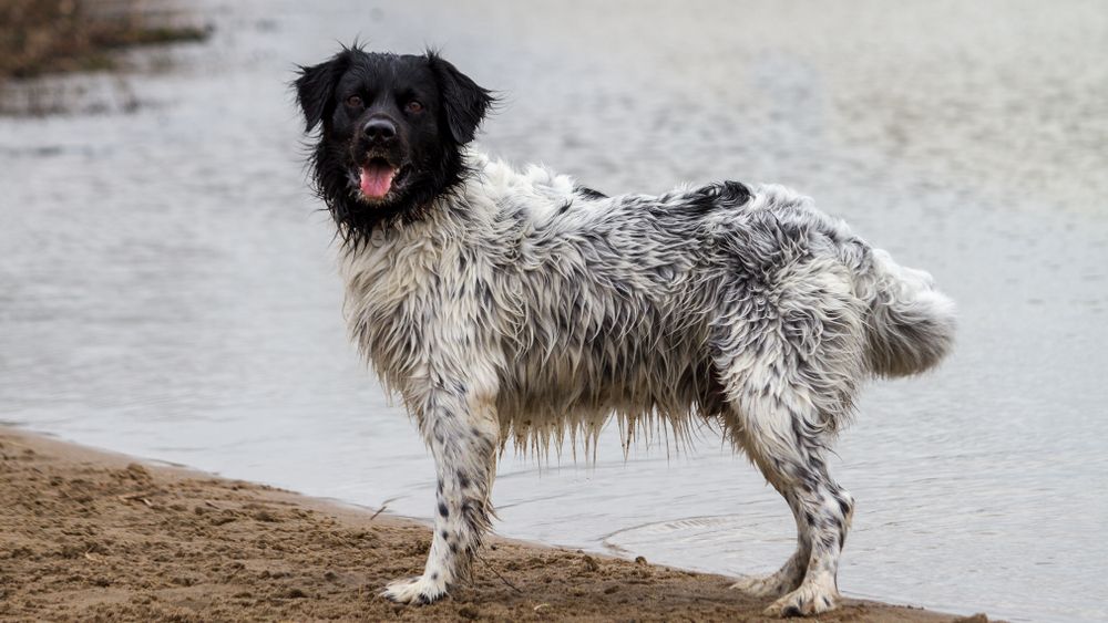 wyżeł fryzyjski 6.jpg