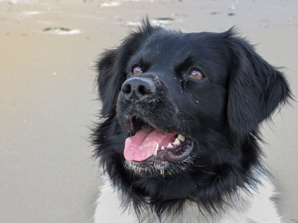 wyżeł fryzyjski 7.jpg