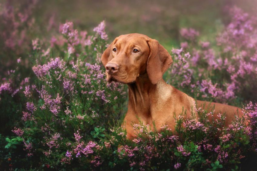 Portret vizsla we wrzosach