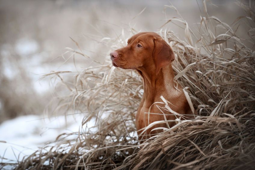 Portret vizsla w zimowych trawach