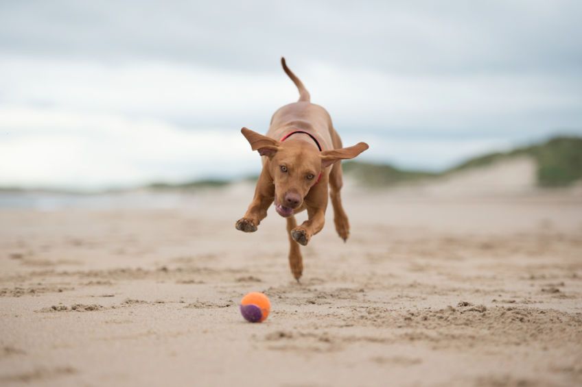 Vizsla biegnący po piłkę na plaży