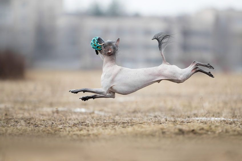 xoloitzcuintle nagi pies meksykański