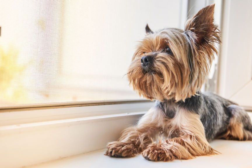 Wzdęty brzuch u psa