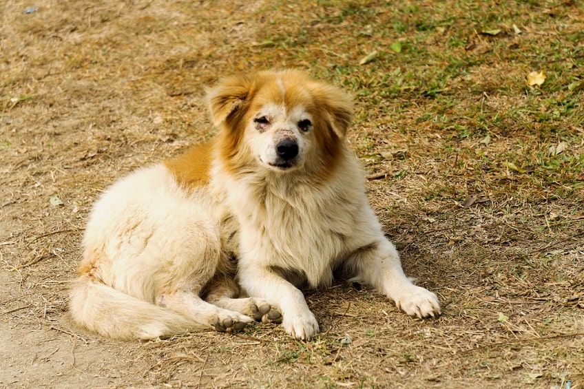 zachowanie psa po udarze