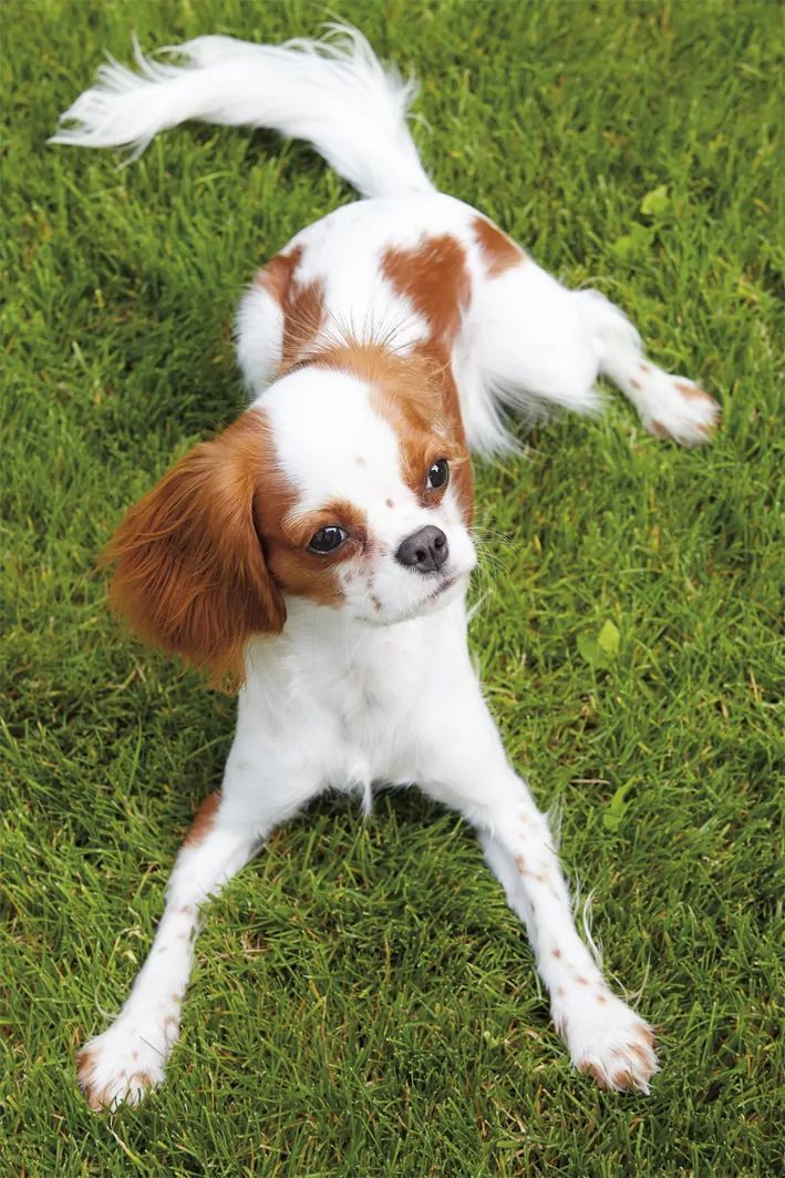 cavalier na trawie