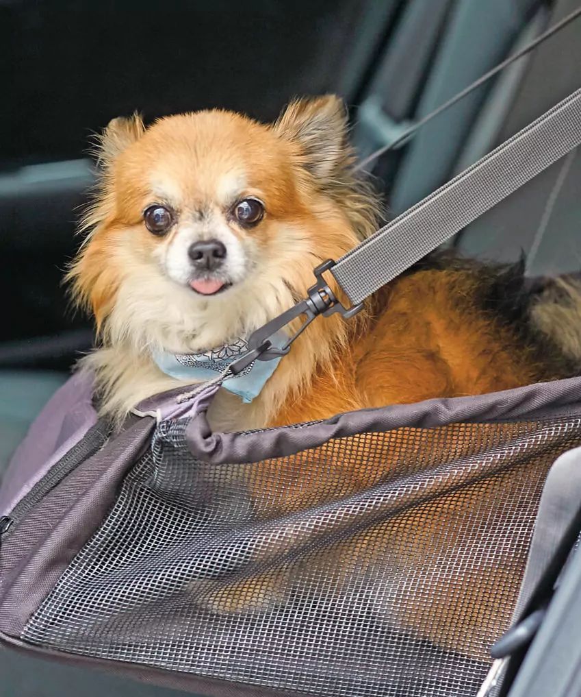 Chihuahua w samochodzie