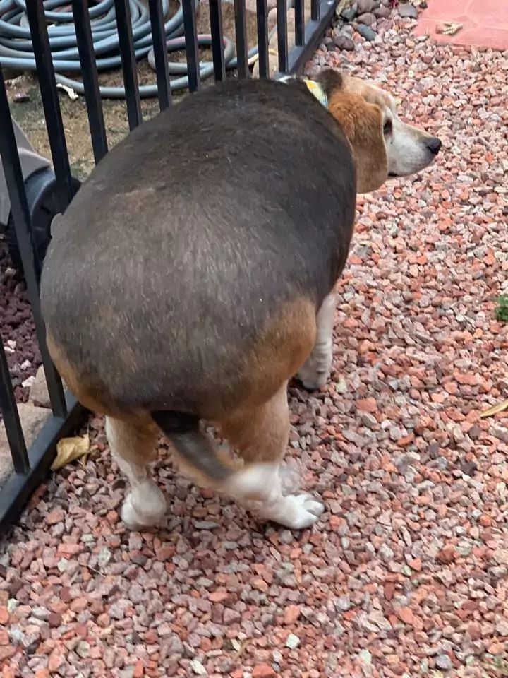 otyły beagle
