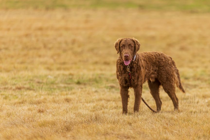 Chesapeake bay retriever