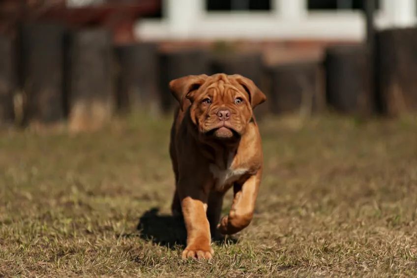 Dog de Bordeaux