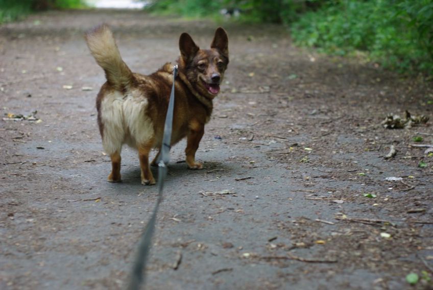 zwrot z adopcji