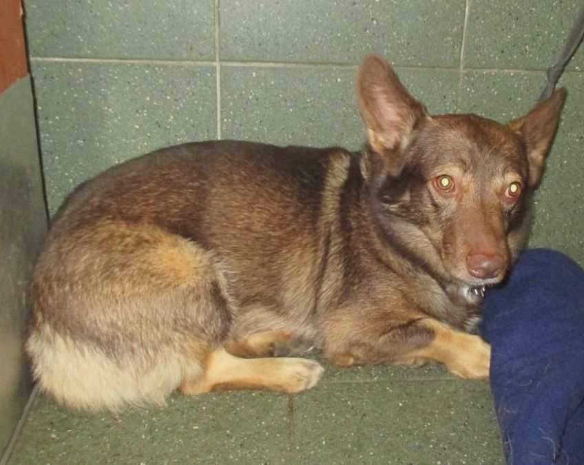 zwrot z adopcji