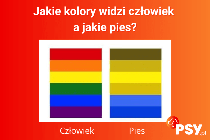 Jakie kolory widzi pies