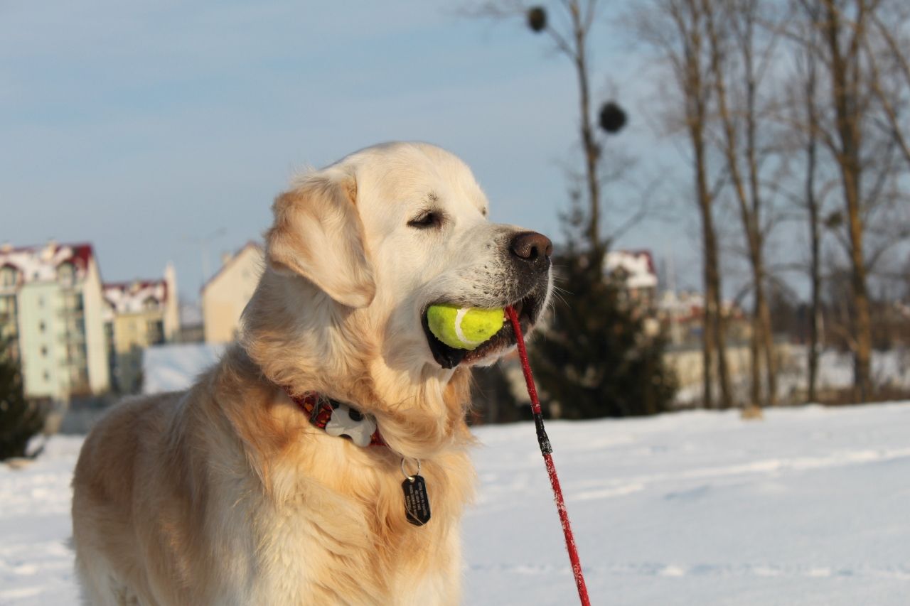 Kaspar - prawdziwy retriever