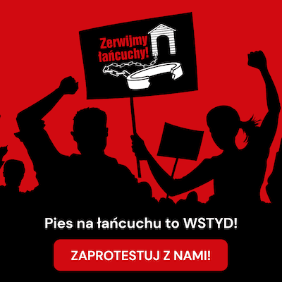 Pies na łańcuchu to WSTYD