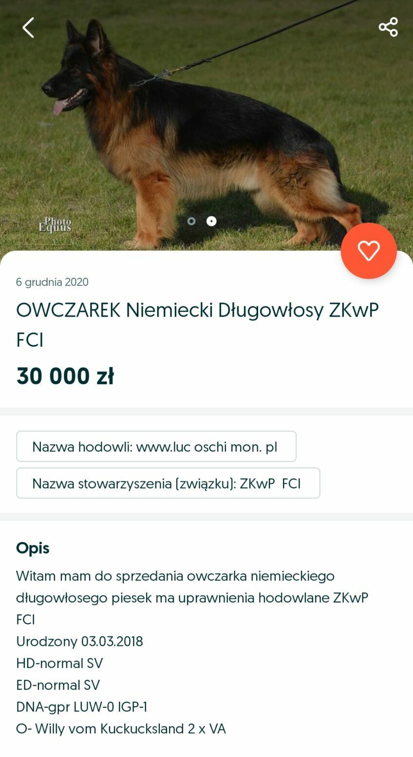 ile kosztuje pies rasowy