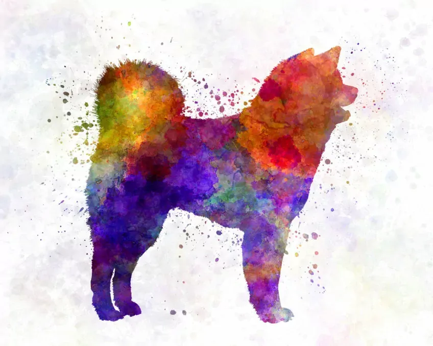 akita