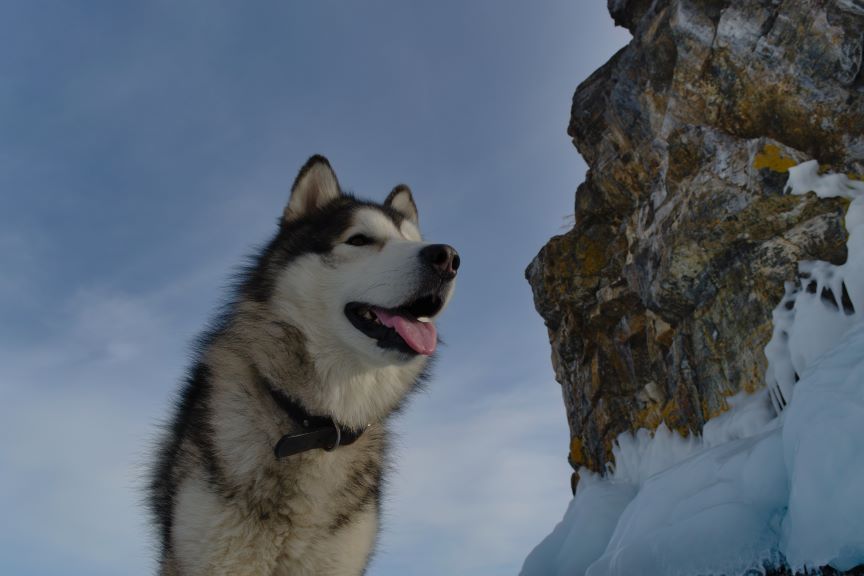 Alaskan malamute