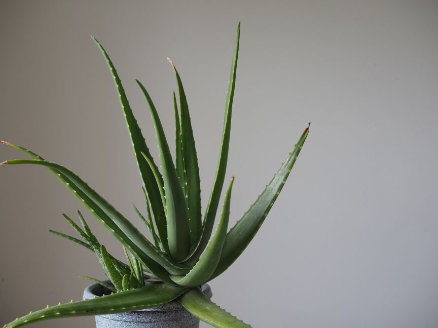 aloes