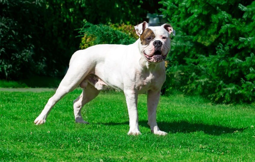 buldog amerykański