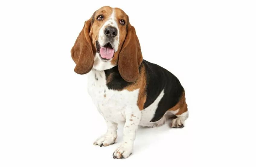 basset hound psy z długimi uszami