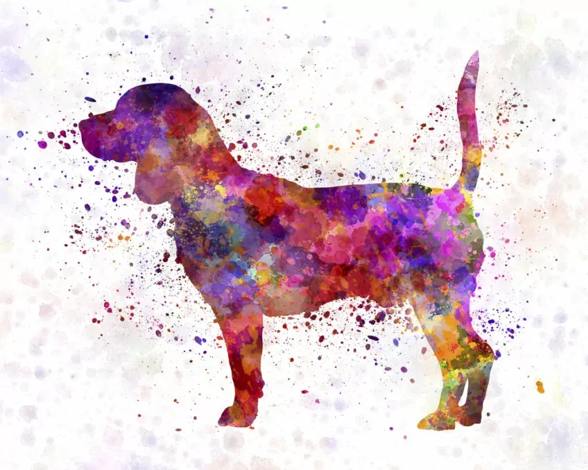 beagle