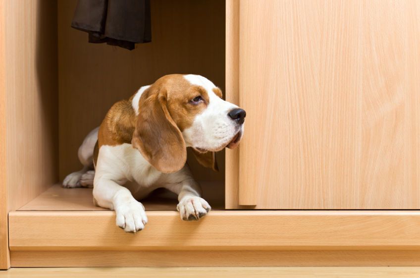 beagle w szafie